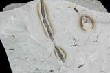 Ediacaran Aged Fossil Worms (Sabellidites) - Estonia #73525-1